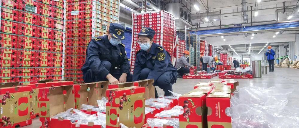 超7800噸車厘子，來了！